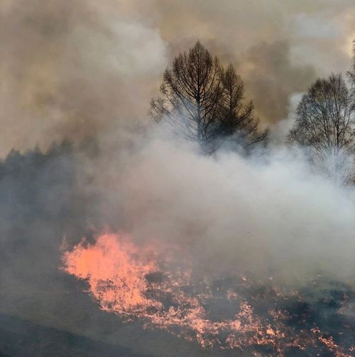 Фото пресс-службы Минлеса Хакасии